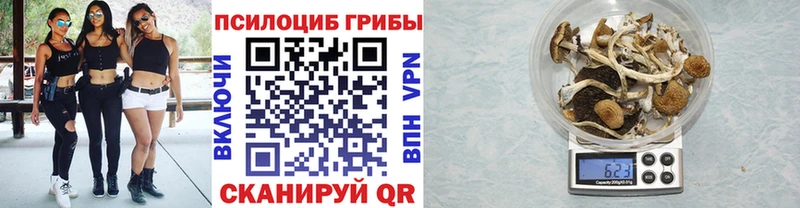 Купить закладки  Нестеров  Галлюциногенные грибы Psilocybine cubensis 